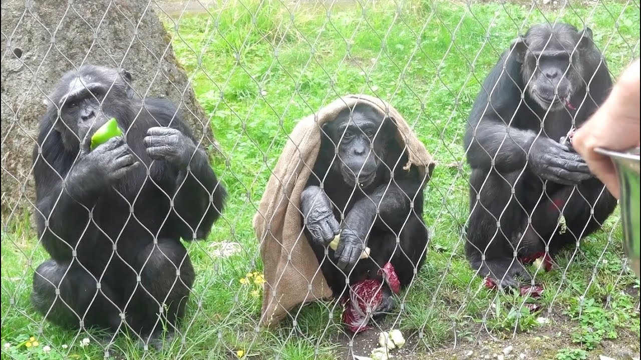 Lustiges Schimpansen Trio  Chimpanzee Monkey  Funny Animals