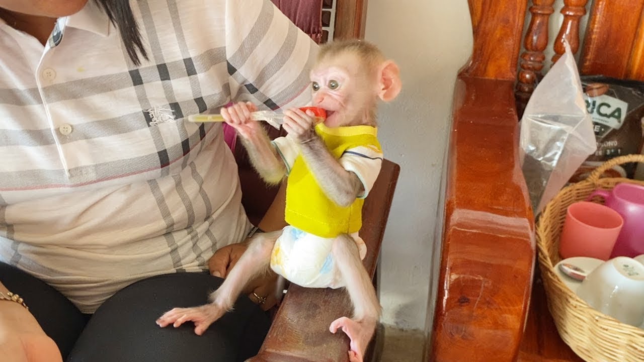 So Genius Baby DORN Sit On Hand Chair Enjoy Licking Sweet