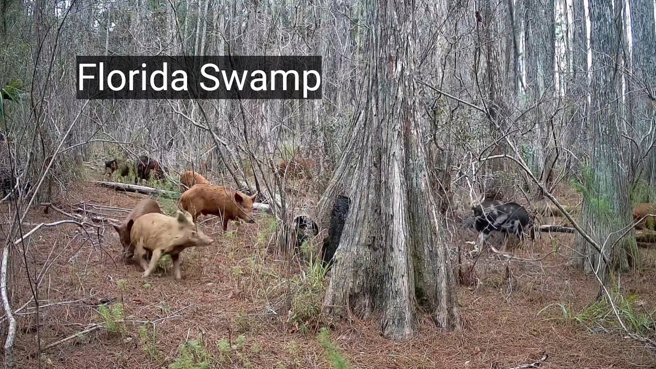 Florida Swamp Game Camera PART 2 — Wild Hogs, Deer Herds, Raccoons & A Bobcat