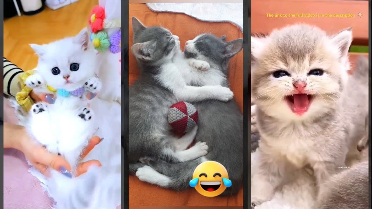 Cute Animals 🥰 Cute Cats Kittens ❤️ #FunnyCats Ep 8222