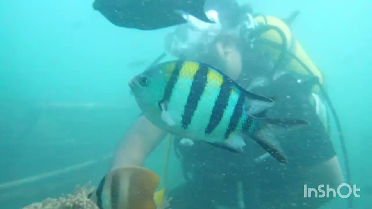 DIVING IN PARADISE 🌊 | Exploring Bali&rsquo;s Underwater World