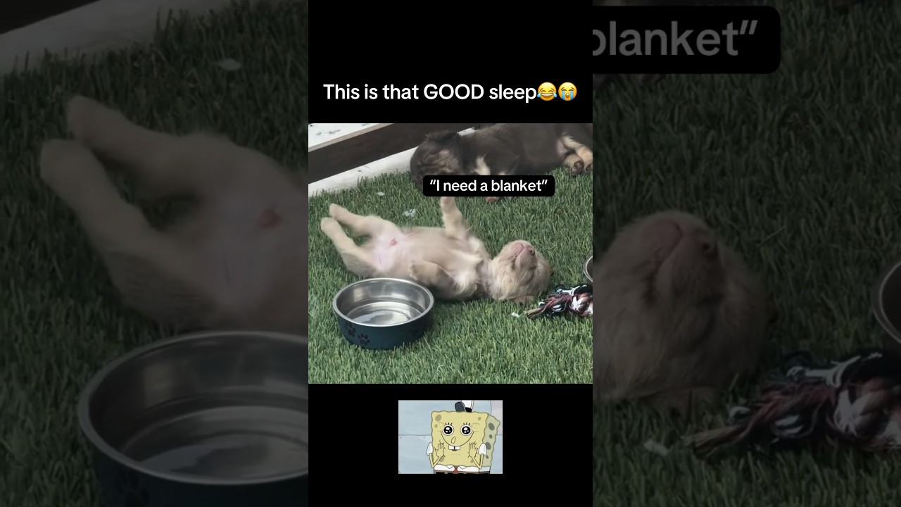 Heavy sleep😭 #fyp #viral #animals #dog #dogs #sleep #funny #puppy #lol #cute #fypシ #shorts #ytshort