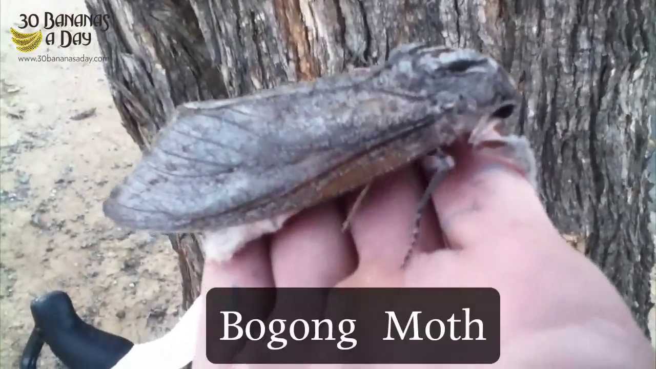 Bogong Moth Meets Durianrider In Hay NSW.