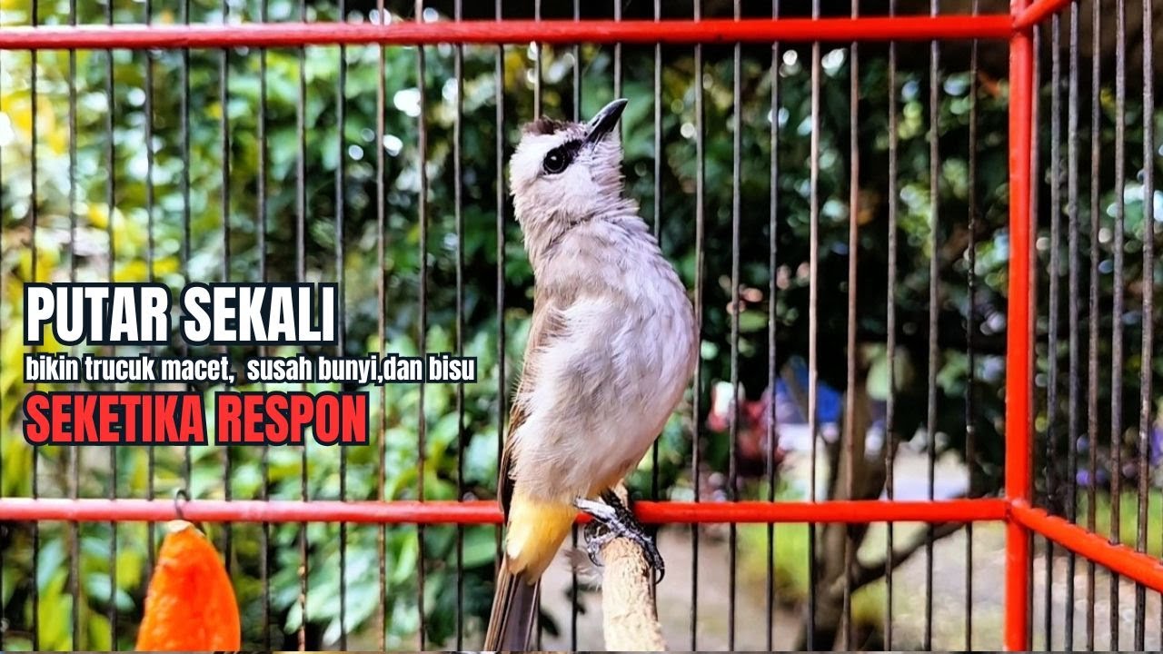 TRUCUKAN GACOR TARUNG ROPEL PANJANG Pancingan trucukan Agar Bunyi Jadikan Burung Trucuk Gacor Nyaut