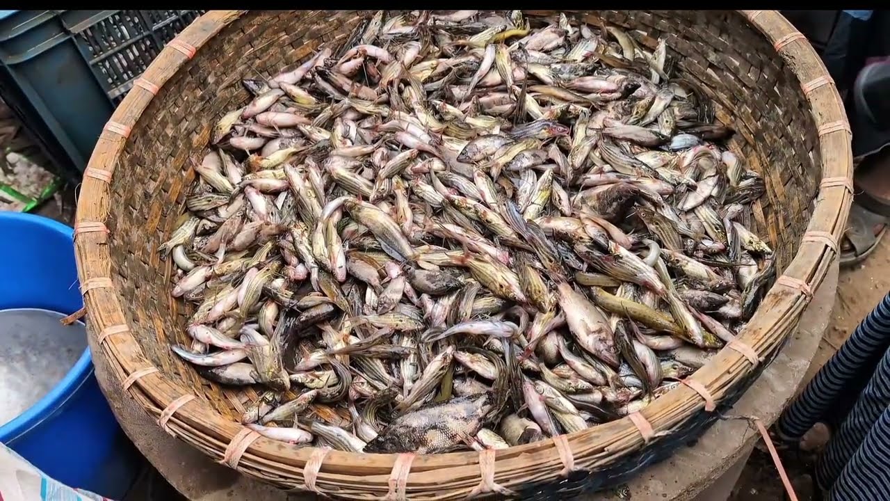 ​জ্যান্ত মাছের মেলা! আড়িয়াল বিল থেকে সরাসরি।Bangladesh Fish Market 
