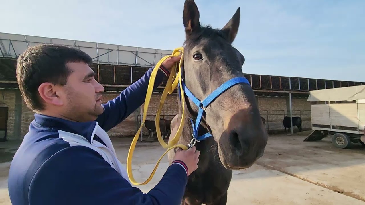 🇺🇿 OT SOTILADI⏰️🎠BOʻYI=165-🏇YOSHI=7🌈RANGI🐎ZOTI💸NARHI=27mln🔄26mln🏘Manzil☎️93.503-51-00☎️97.711-43-43.