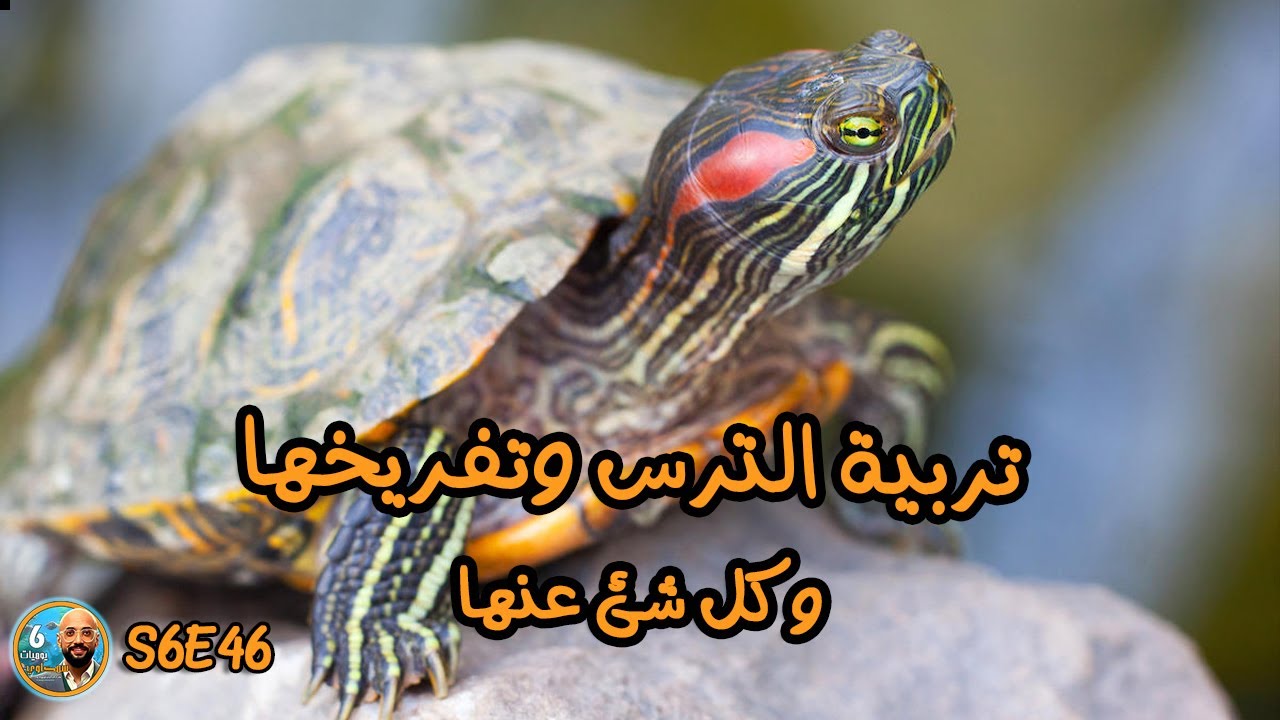 S5E46 - تربية الترس وتفريخها وكل شيء عنها