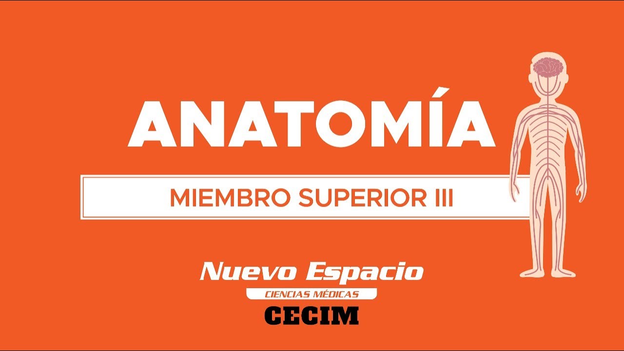 PARALELO DE ANATOMÍA: MIEMBRO SUPERIOR III