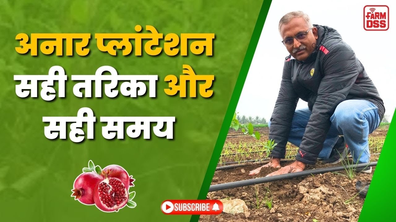 अनार प्लांटेशन सही तरिका और सही समय  @BTGore