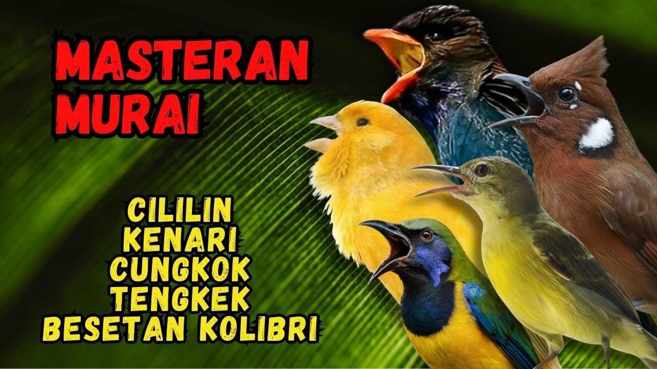 Masteran Murai Isian Cililin, Kenari, Cungkok, Tengkek, Besetan Kolibri