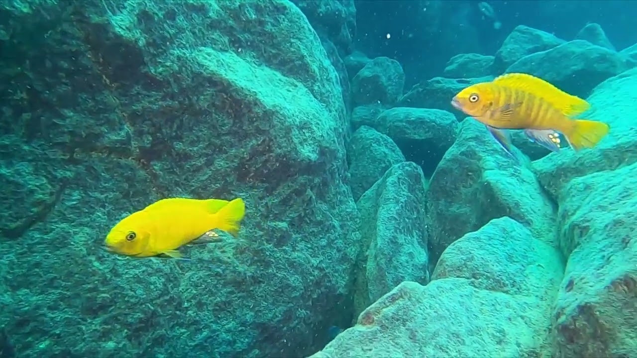 Kawanga Rocks FULL