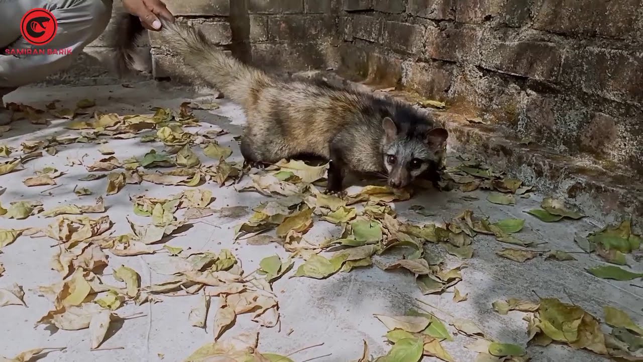 গন্ধগোকুল নামেই পরিচিত এই সুন্দর জীব|খটাশ|বাঘডাস|বনবিড়াল|asian palm civet|wildlife|animal rescue|