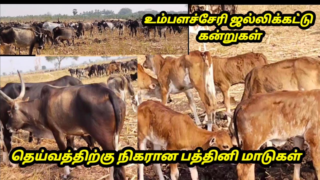450 உம்பளச்சேரி மாடுகள்// பத்தினி மாடுகள் // இதை பராமரிக்க 3 நபர்கள்