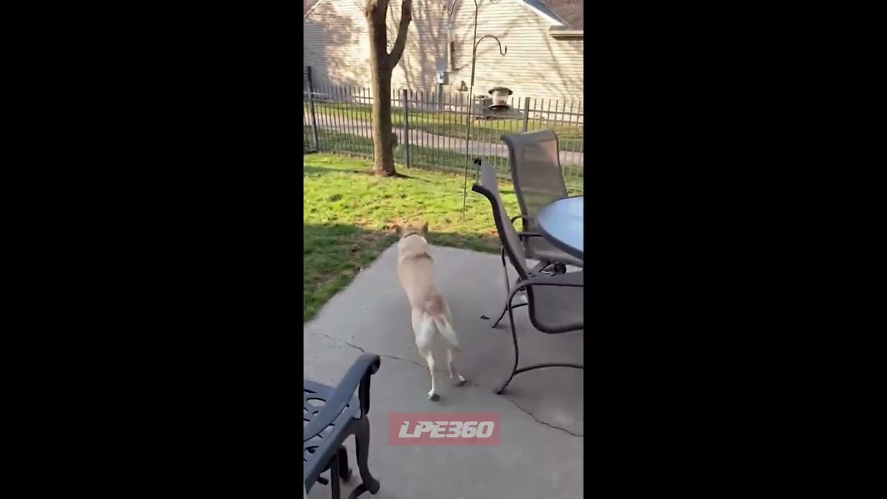 Dog runs out of house to chase wild squirrel