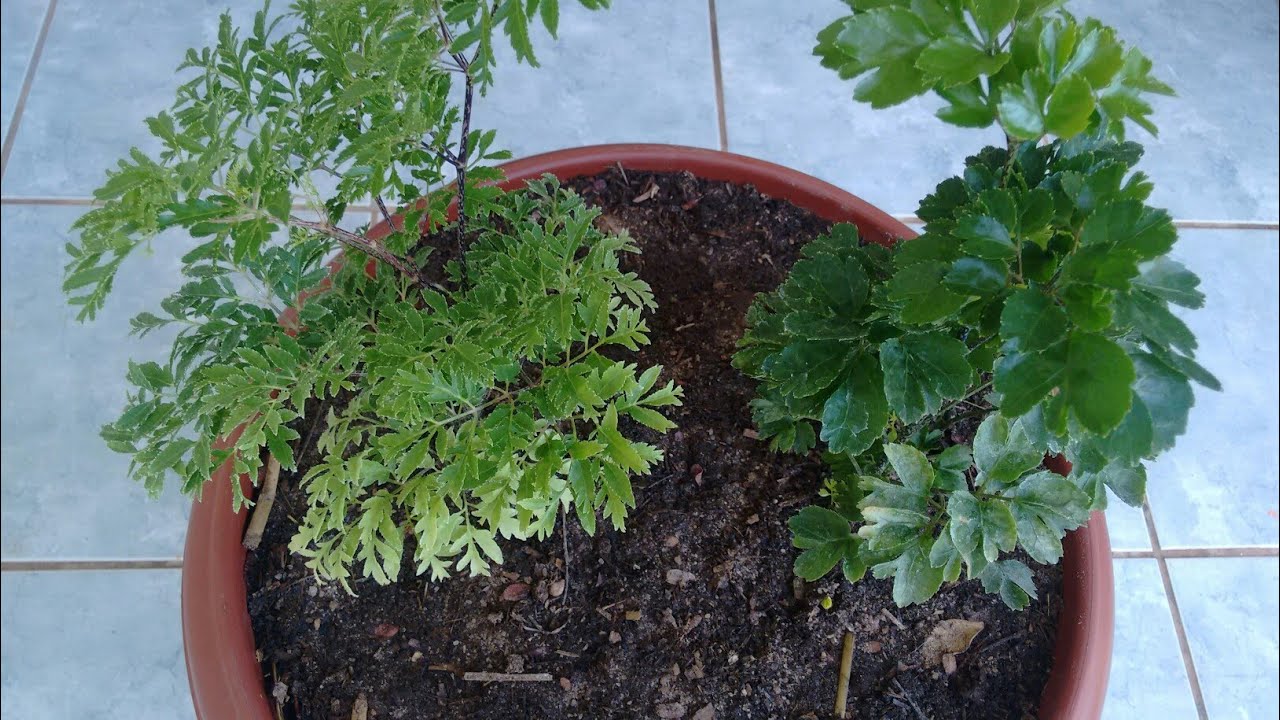Árvore da felicidade: como plantar e cuidar.