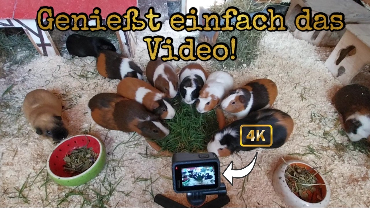 Schau dieses Video, wenn du einen stressigen Tag hattest!