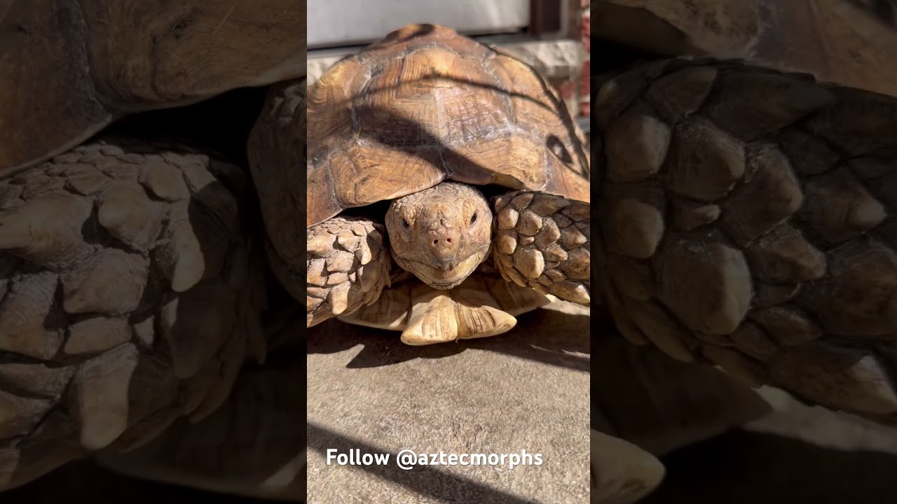 Sulcata tortoise #snake #aztecmorphs #exoticaquariumfish #reptiles #exoticpets