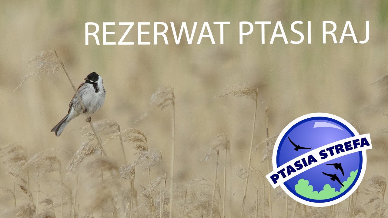 Rezerwat Ptasi Raj