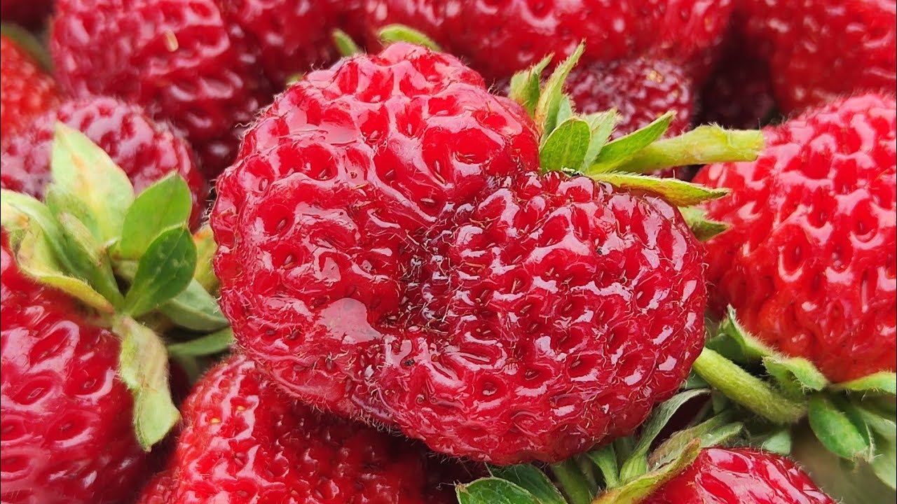 Клубника 🍓 в моем саду ч.4 Сорт ЧЕРНЫЙ ПРИНЦ