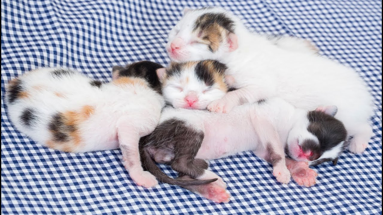 Kittens Meowing with Mom and Cute Animal Friends – Discover the Animal World!
