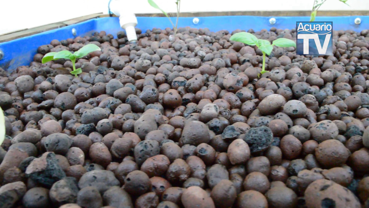 TALLER DE ACUAPONIA BASICO