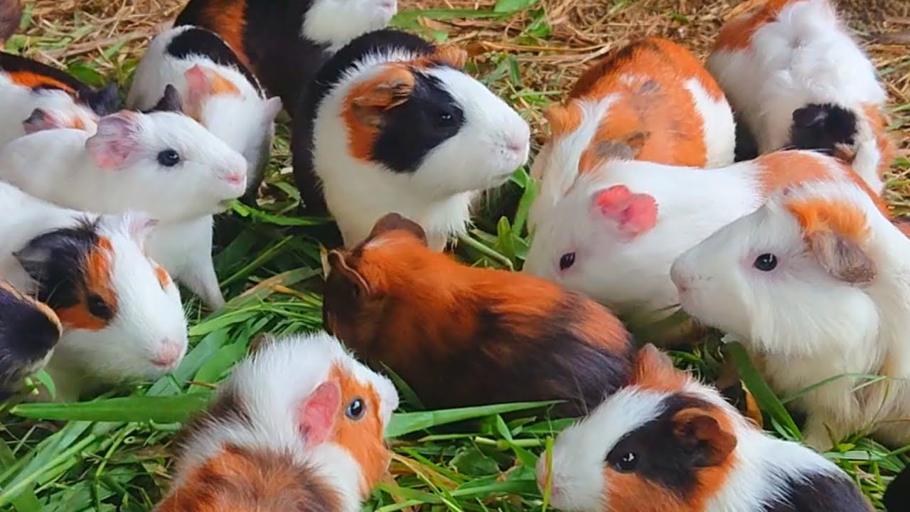 Guinea pigs eating asmr, Guinea pig baby food, Pet guinea pig, best food for Guinea pigs 