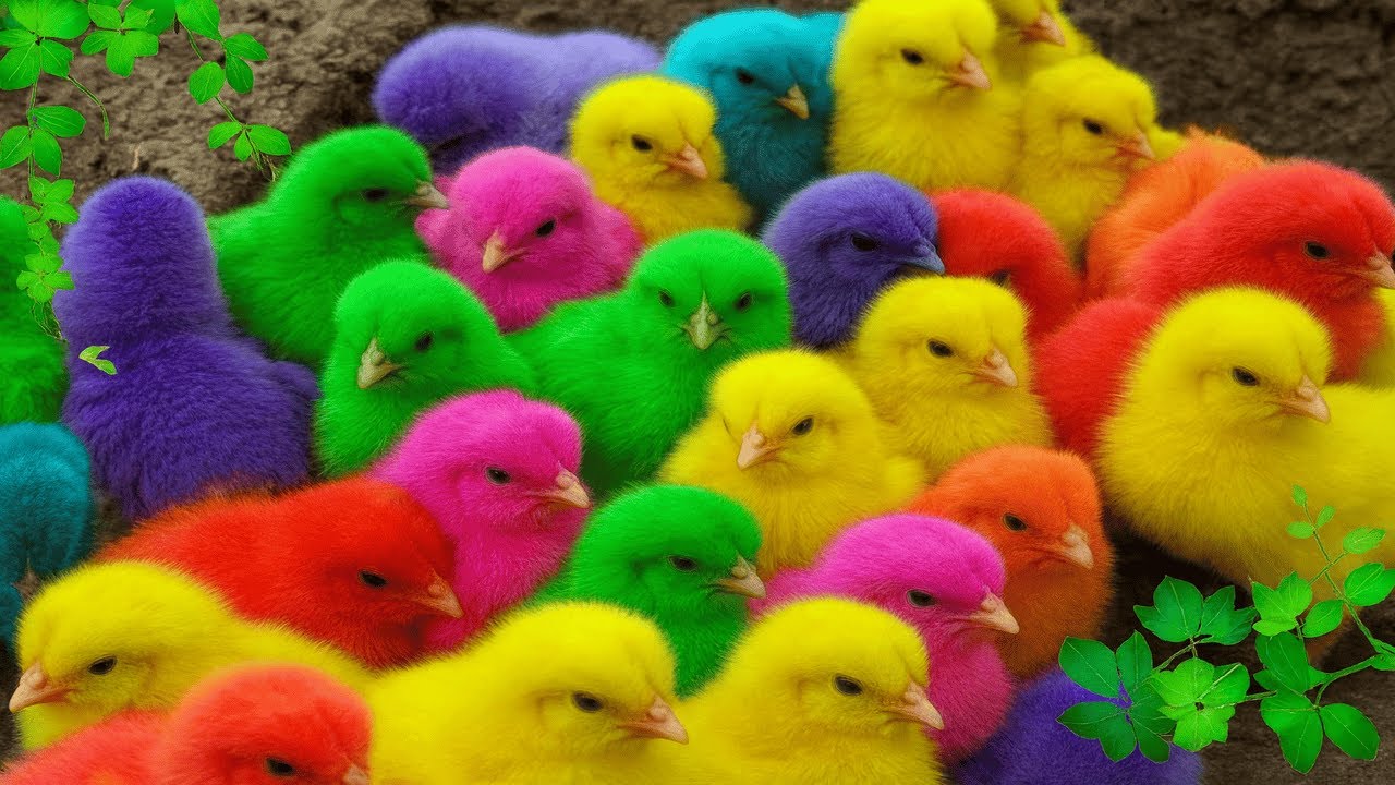 World Cute Chickens, Colorful Chickens, Rainbows Chickens, Cute Ducks, Cat, Rabbits,Cute Animals🐤🐣🦆