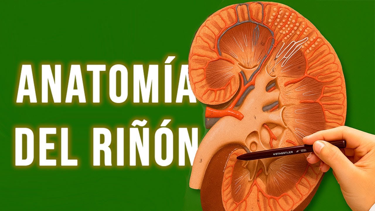 Anatomía del Riñón | Universidad de Montemorelos