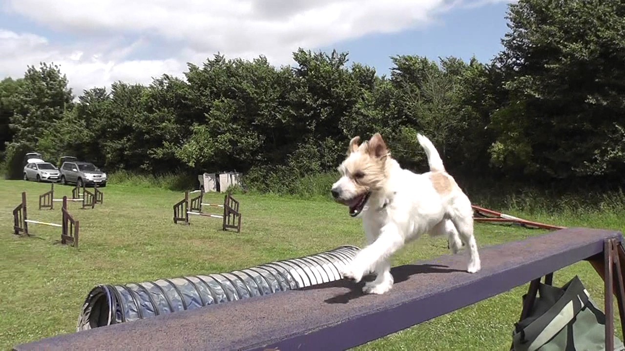 Olly the Jack Russell - Training