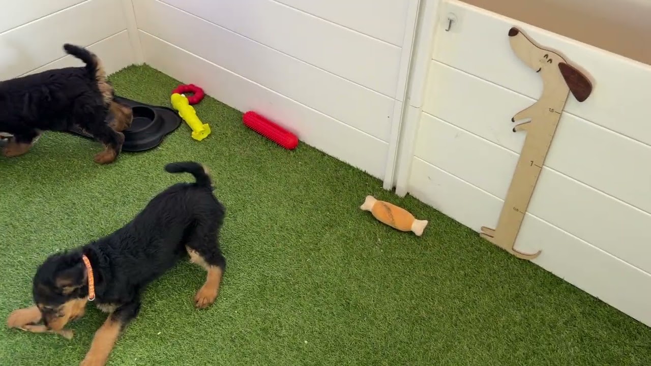 Mia-Caesar 12/19/25 Airedale puppies 8 weeks 