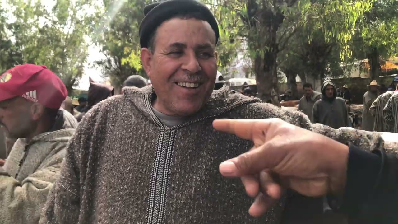 أرخص عجل وبقرة تباعوا في سوق الماشية من سيدي اليماني