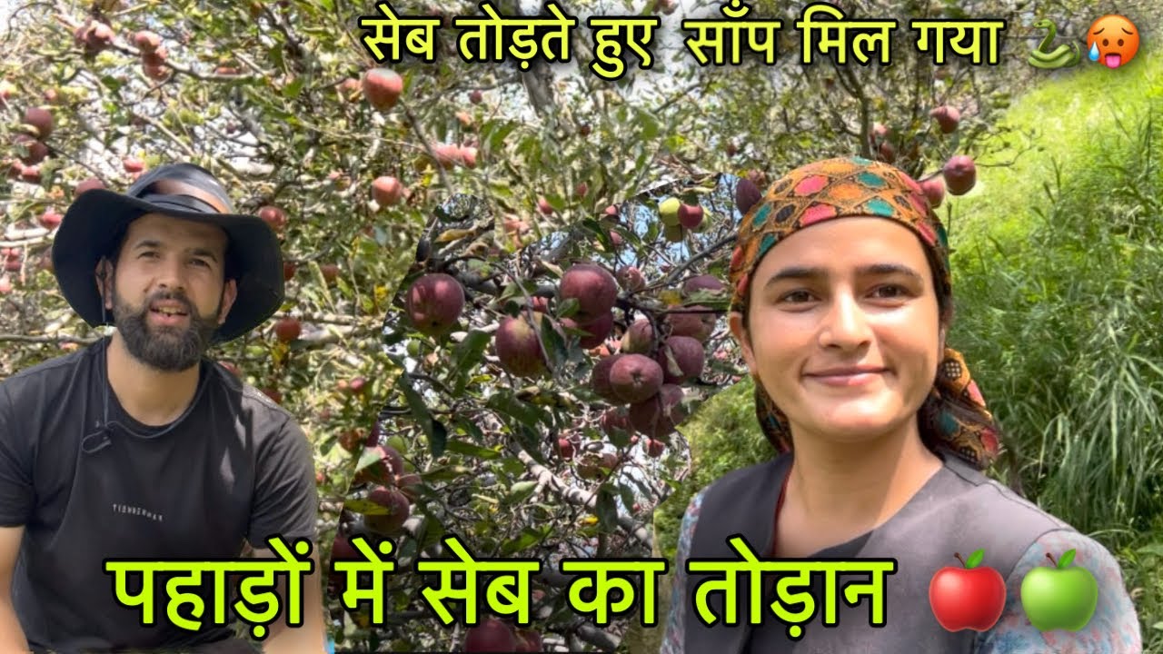 सेब तोड़ते हुए खेत में साँप 🐍 मिल गया 🍎 || Pahadi lifestyle Vlog || Girl from North