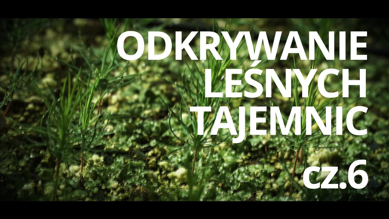Film edukacyjny o lesie pt. Odpowiedzialna gospodarka leśna — czyta: K. Czubówna