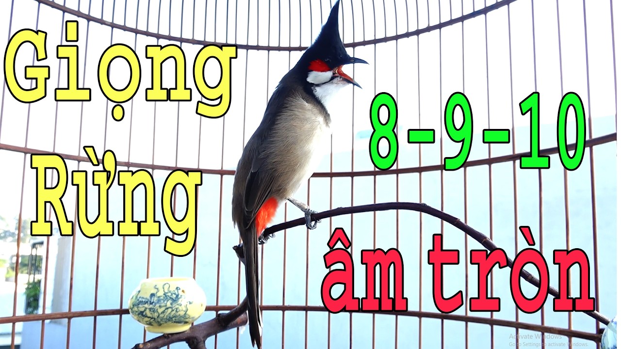 💖Luyện Giọng VÍP Cho Chào Mào [ CHÀO MÀO SÔNG KÔN ] Má Trắng,Chào Mào Non Dễ Học - Giọng Hay