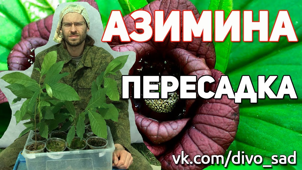 Азимина пересадка 2018