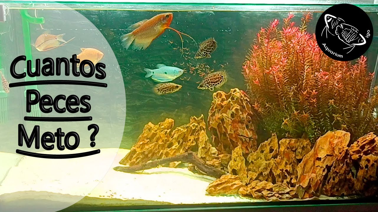 ❓ CUANTOS PECES METO en un ACUARIO. Sobrepoblacion O NO. IMPORTANTE LA FILTRACION.