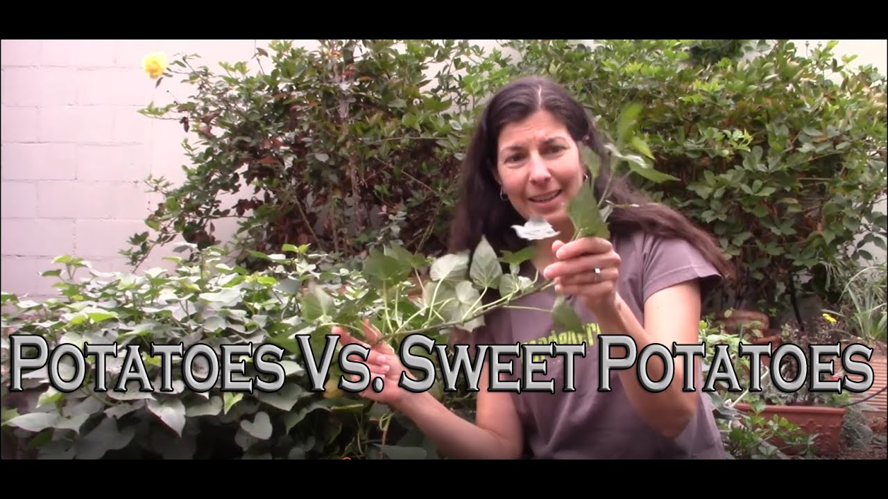 Potatoes vs Sweet Potatoes - How They Grow, Timing, and More