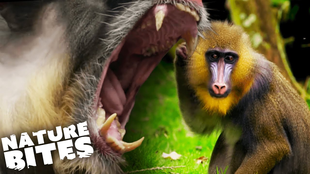 Female Monkeys FIGHTING Over Dominant Male | Nature Bites