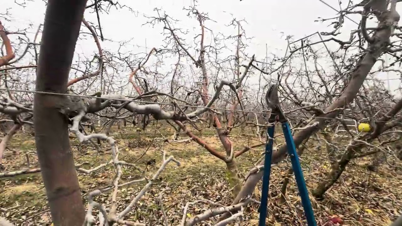 Asi es la poda de manzanas si no sabes te enseño facil 🫡🙂👍