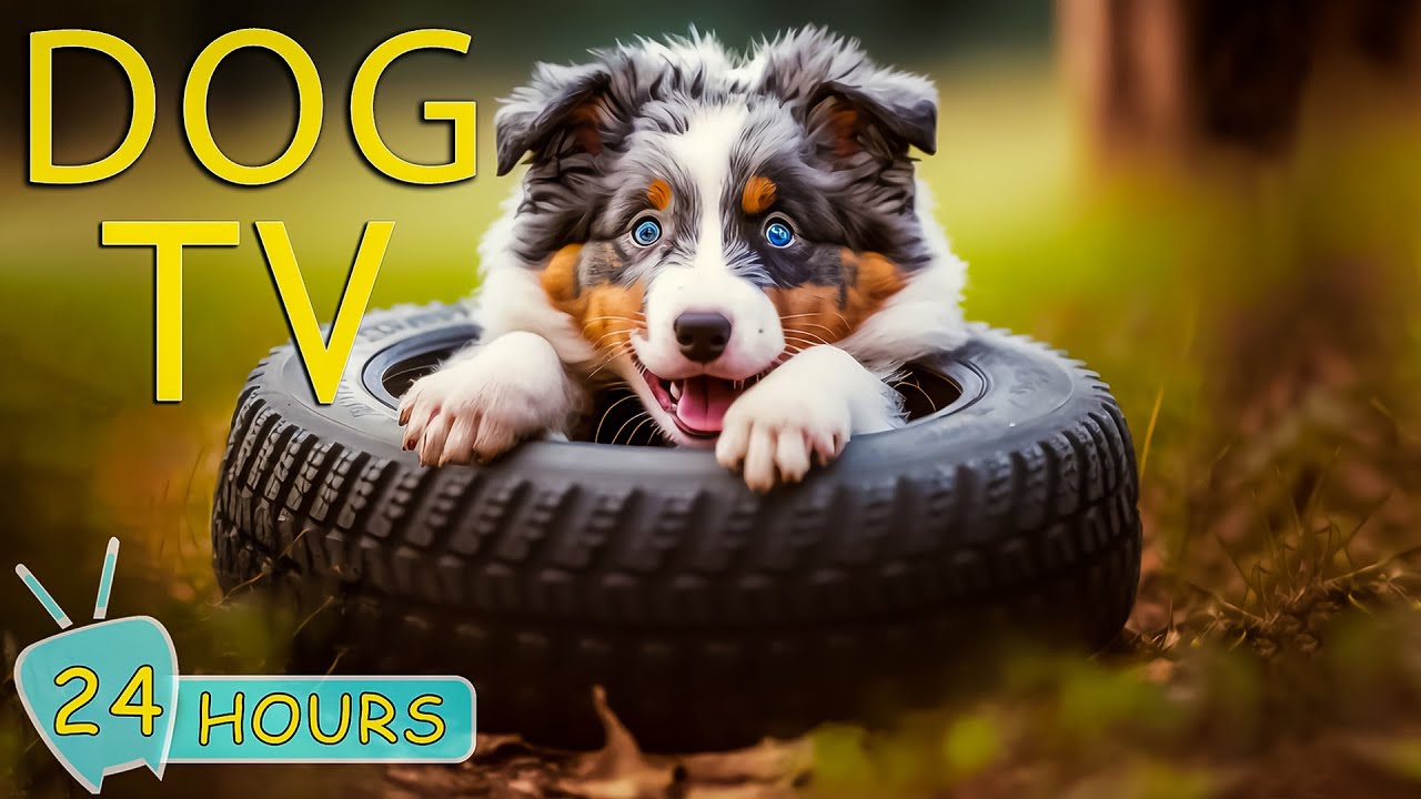 DOG TV: The Best Entertaining Video for Dogs - Keep Your Dogs Happy and Relax When Home Alone