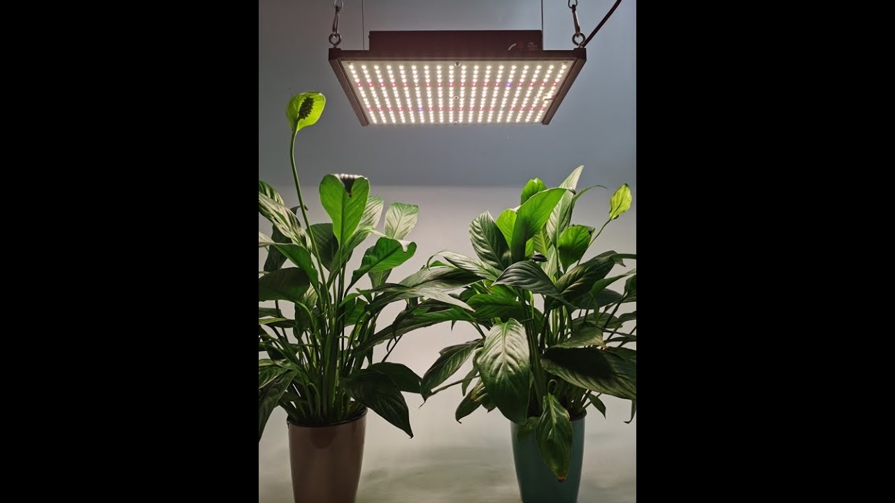 120W Samsung lm301b 3500k & Osram 660nm LED quantum board grow ligth for indoor plants