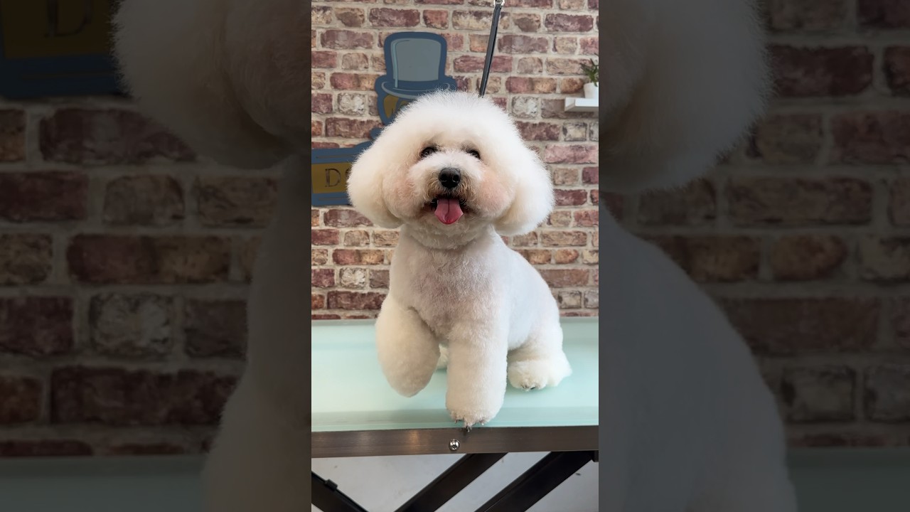 Doggy Daily, выпуск 306: Коко, бишон фризе 🐾 #уходзасобой #бишонфризе