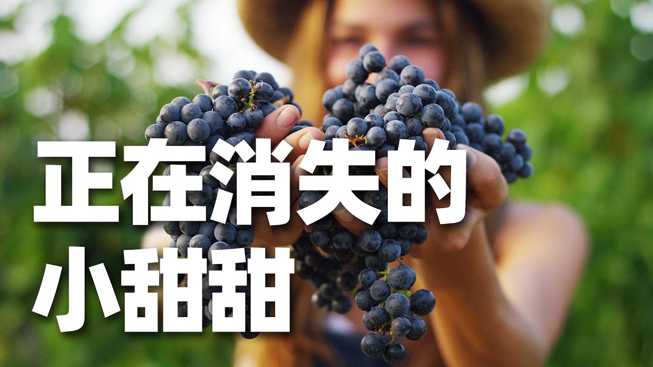 多姿桃Dolcetto，正在消失的小甜甜。