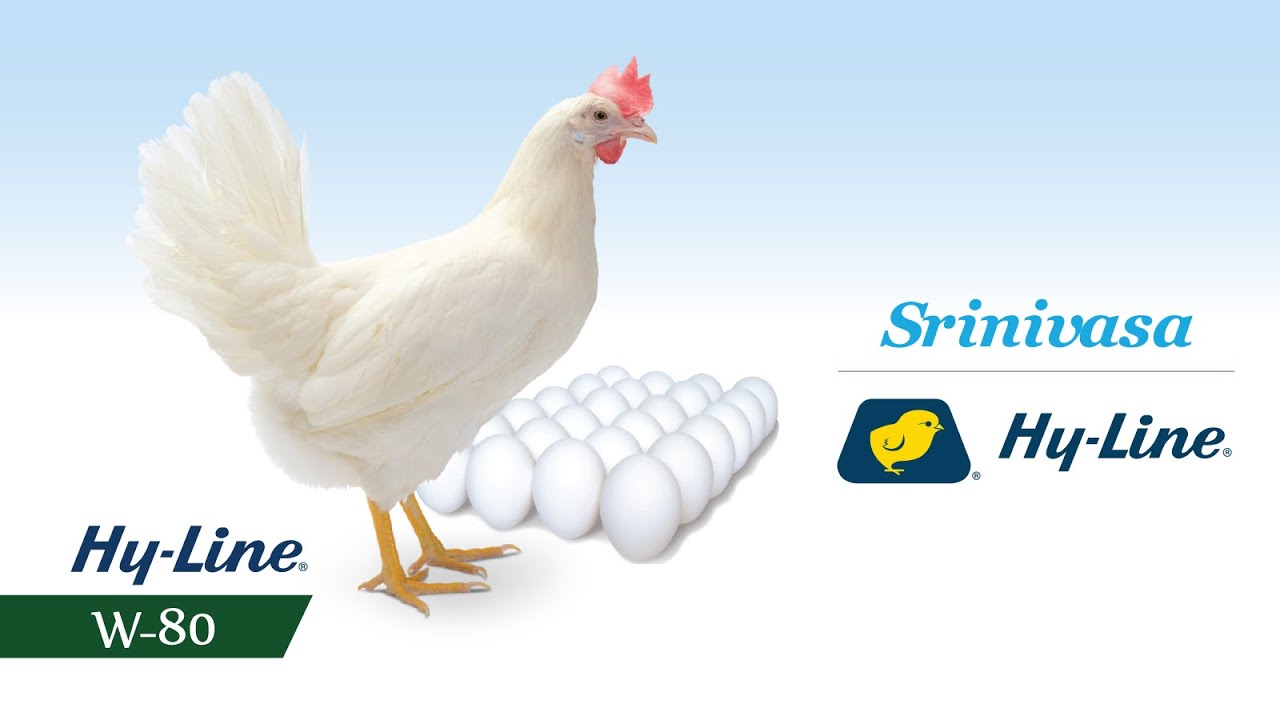 Srinivasa Hyline W80 Chick Start training video English