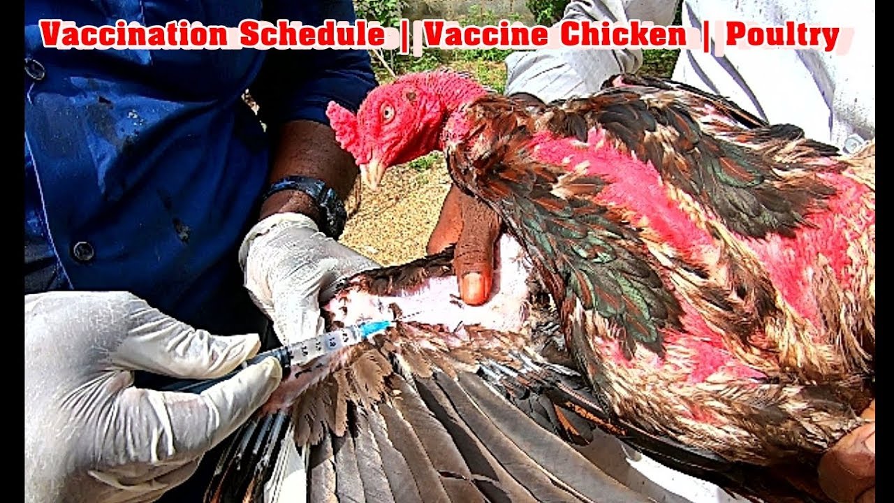 கோழிகளுக்கான தடுப்பூசி கால அட்டவணை | Vaccination Schedule For Chicks | Poultry