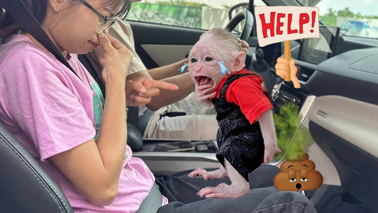 OH MY GOD!!! 😱🚗 Lucky just had an accident right in the car!