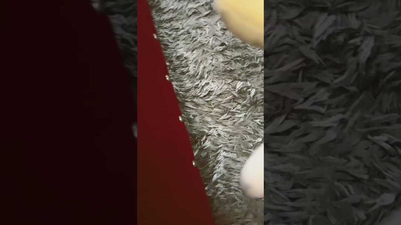 Ice scream rod death but plush and by me
