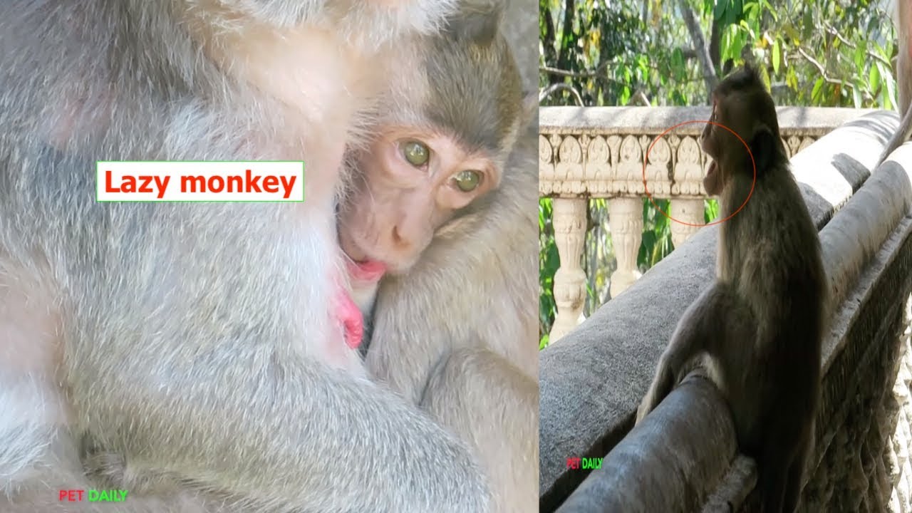Super lazy baby monkey crying hungry milk - Lazy walk eat supper cry monkey