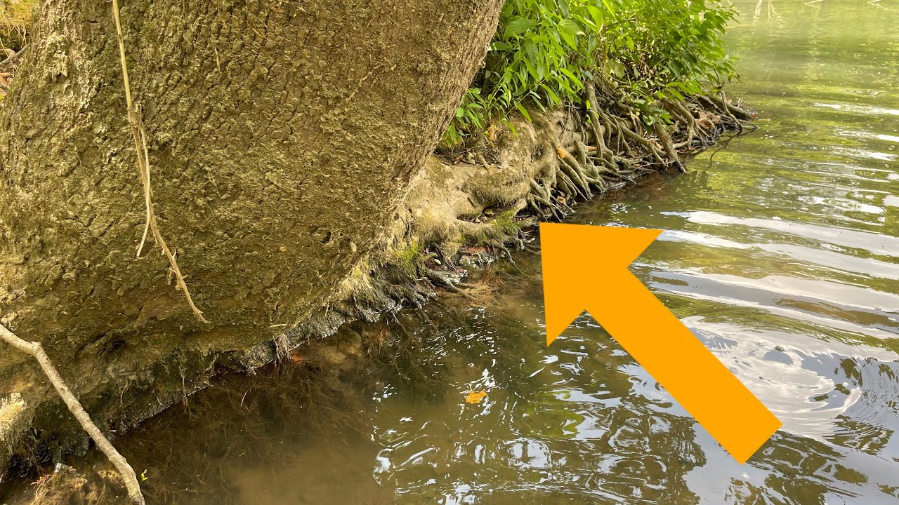 Most Guys Are Clueless About Fishing Tree Roots&hellip;(On The Water Demo)