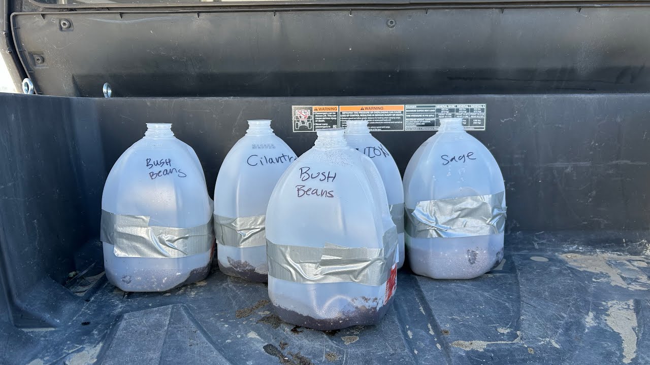 Building mini greenhouses for starter seeds using gallon jugs 